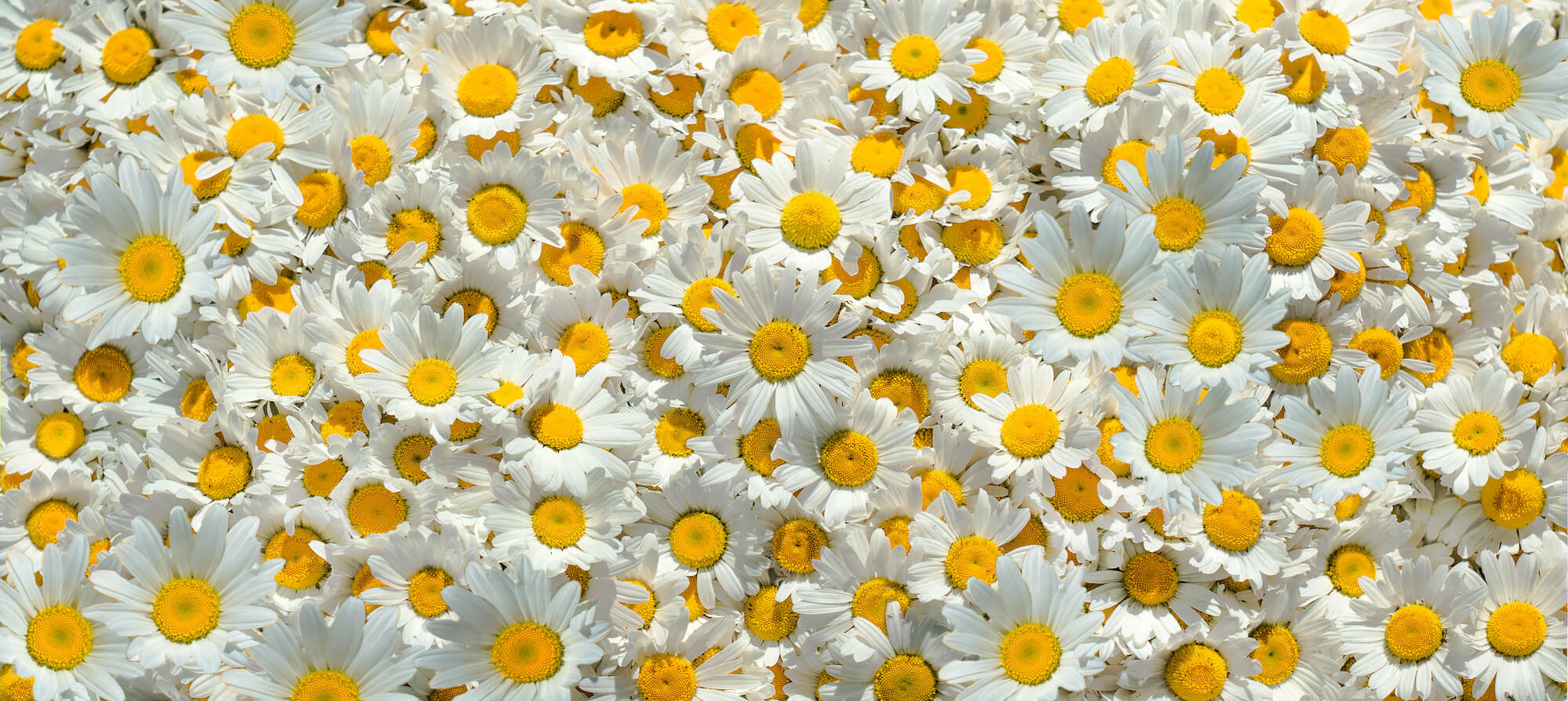 Chamomile & Ylang Ylang